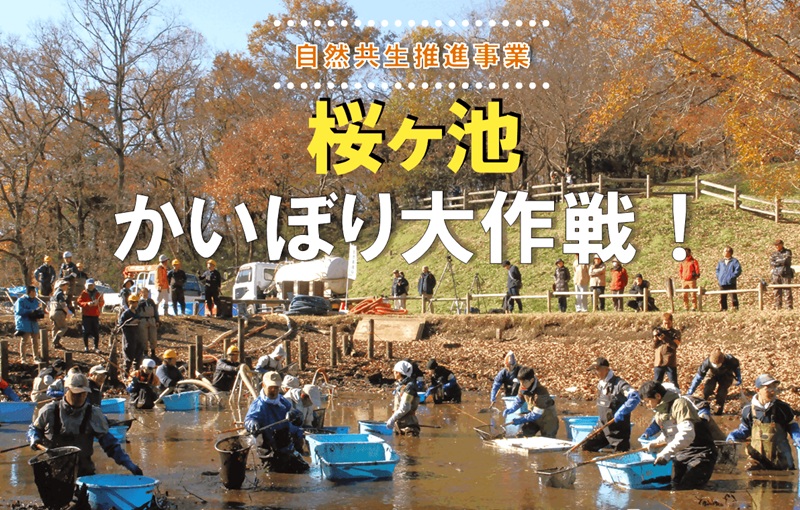 桜ヶ池の水を全て抜く「かいぼり大作戦!」