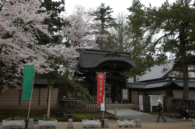 城端別院善徳寺のしだれ桜が綺麗でした！の画像