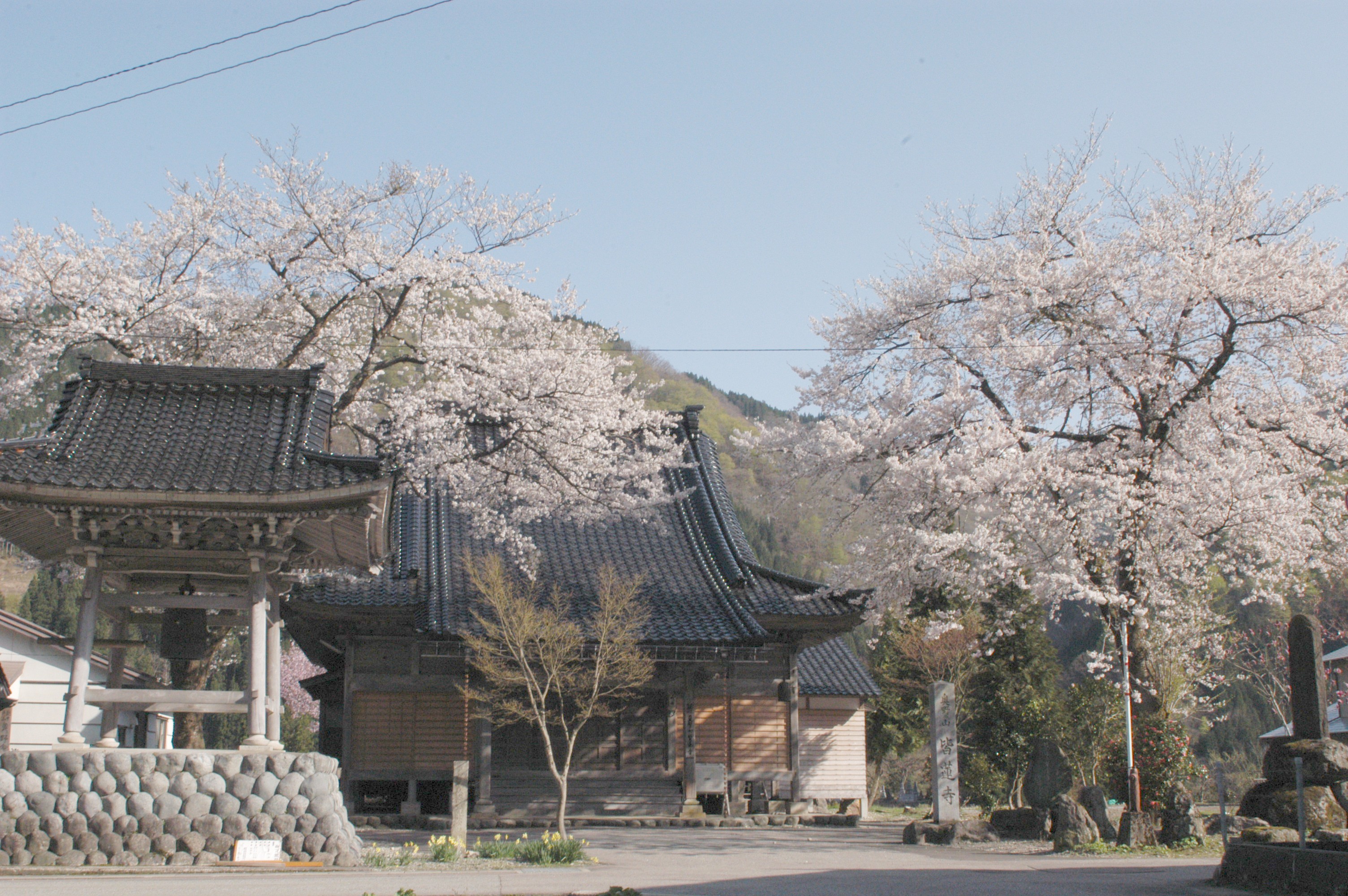 上平地域の桜の画像