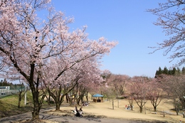爽やかな快晴に恵まれ桜ヶ池で桜満開プロジェクト開催の画像