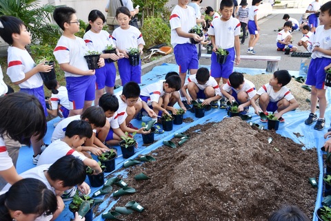 福野小学校で第15回南砺菊まつり出展に向けてスプレーギク作り教室開催の画像