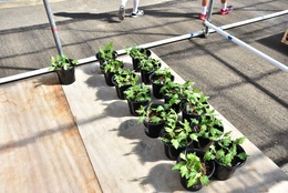 福野小学校で第15回南砺菊まつり出展に向けてスプレーギク作り教室開催の画像