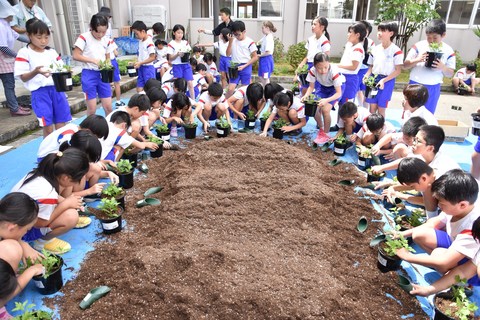 福野小学校4、5年生がスプレーギク作りに挑戦！の画像