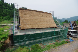 初夏の五箇山で合掌造り家屋の屋根葺きが行われましたの画像