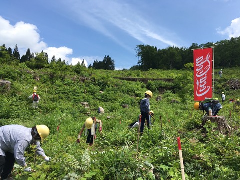 利賀地域の植林地で下草刈り活動を実施の画像