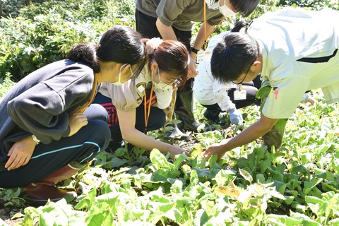 金沢大生が「五箇山かぶら」農作業体験の画像