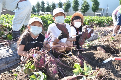 収穫の秋！福野東部地区でサツマイモ堀り体験の画像