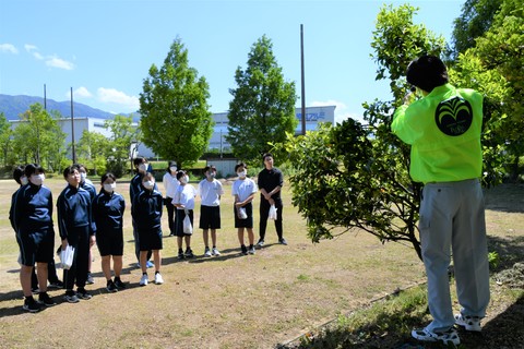 南砺つばき学舎　椿の「取り木」を体験の画像