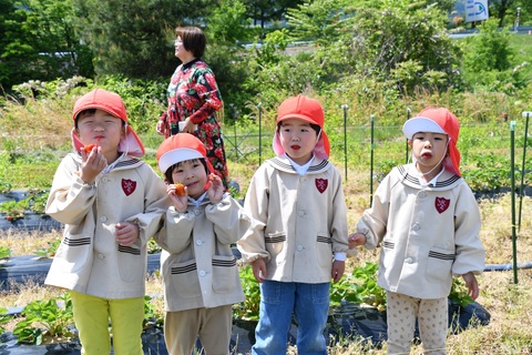 福野青葉幼稚園児　イチゴ狩りを体験の画像