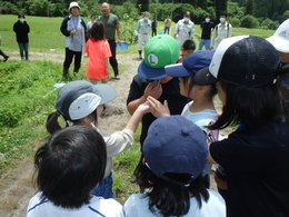 有機農業に取り組む田んぼで「親子で体験！！田んぼの生きもの教室」を開催の画像
