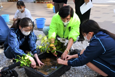 南砺つばき学舎　椿の取り木を鉢植えの画像