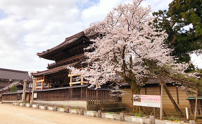 土蔵群蔵回廊と桜の写真