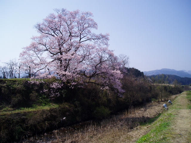 川岸に咲く満開の桜の木を写した写真