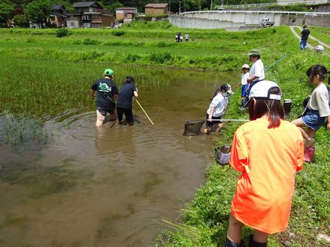 田んぼに入り生き物を探したり畦道から田んぼに網を向け探している児童達の写真