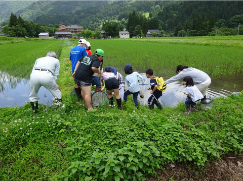 網を持って田んぼの中を覗き込む参加者たちの写真