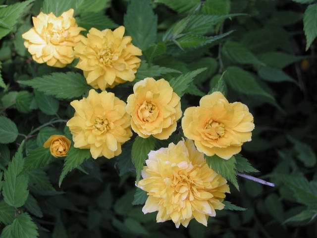 薄黄色の花びらが沢山ついている5輪の花をアップで撮影した写真