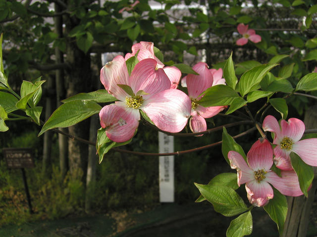 内側が白色で外側がピンク色の4枚の大きな花びらをつけた花をアップで撮影した写真