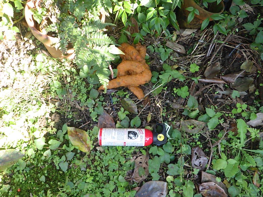 ツキノワグマ糞