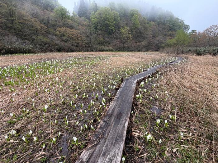縄ヶ池現況0427-1