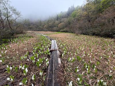 縄ヶ池現況0427-2