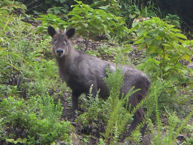 斜面を登っていた黒褐色のカモシカが足を止めてカメラを見ている写真