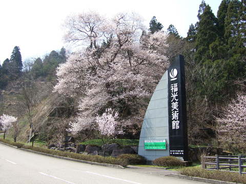 福光美術館と書かれた大きな看板の横で綺麗に咲いた桜を撮影した写真